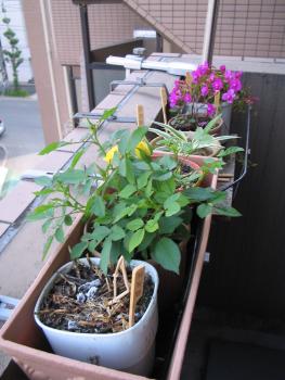 ファイル名: IMG0003.jpg
ファイルサイズ: 19.9KB IMG0003