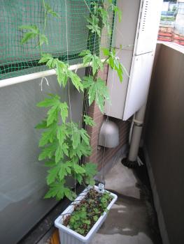 ファイル名: IMG0129.jpg
ファイルサイズ: 17KB IMG0129