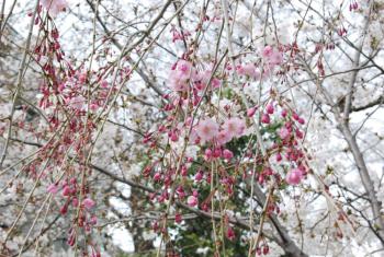 ファイル名: DSC0774.jpg
ファイルサイズ: 29KB DSC0774