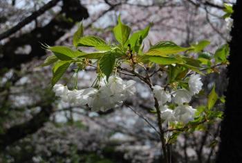 ファイル名: DSC0822.jpg
ファイルサイズ: 17.5KB DSC0822