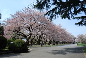 ファイル名: DSC0825.jpg
ファイルサイズ: 22.2KB DSC0825