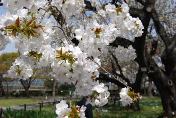 ファイル名: DSC0827.jpg
ファイルサイズ: 22.3KB DSC0827