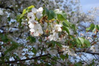 ファイル名: DSC0830.jpg
ファイルサイズ: 20.3KB DSC0830