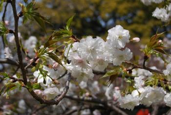 ファイル名: DSC0832.jpg
ファイルサイズ: 19.2KB DSC0832