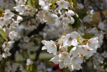 ファイル名: DSC0836.jpg
ファイルサイズ: 16.6KB DSC0836