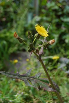 ファイル名: DSC0219.jpg
ファイルサイズ: 14.4KB DSC0219