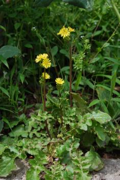 ファイル名: DSC0222.jpg
ファイルサイズ: 21.2KB DSC0222