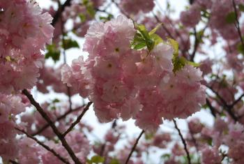 ファイル名: DSC0234.jpg
ファイルサイズ: 18.3KB DSC0234